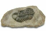 Detailed Reedops Trilobite - Atchana, Morocco #322278-3